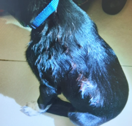 הכלבה שעברה התעללות