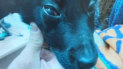 הכלבה שעברה התעללות