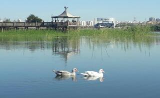 פארק האגם בראשון לציון