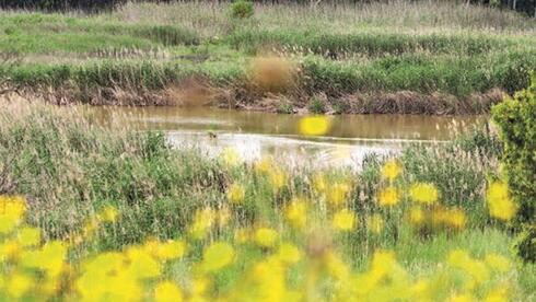עינות גבתון