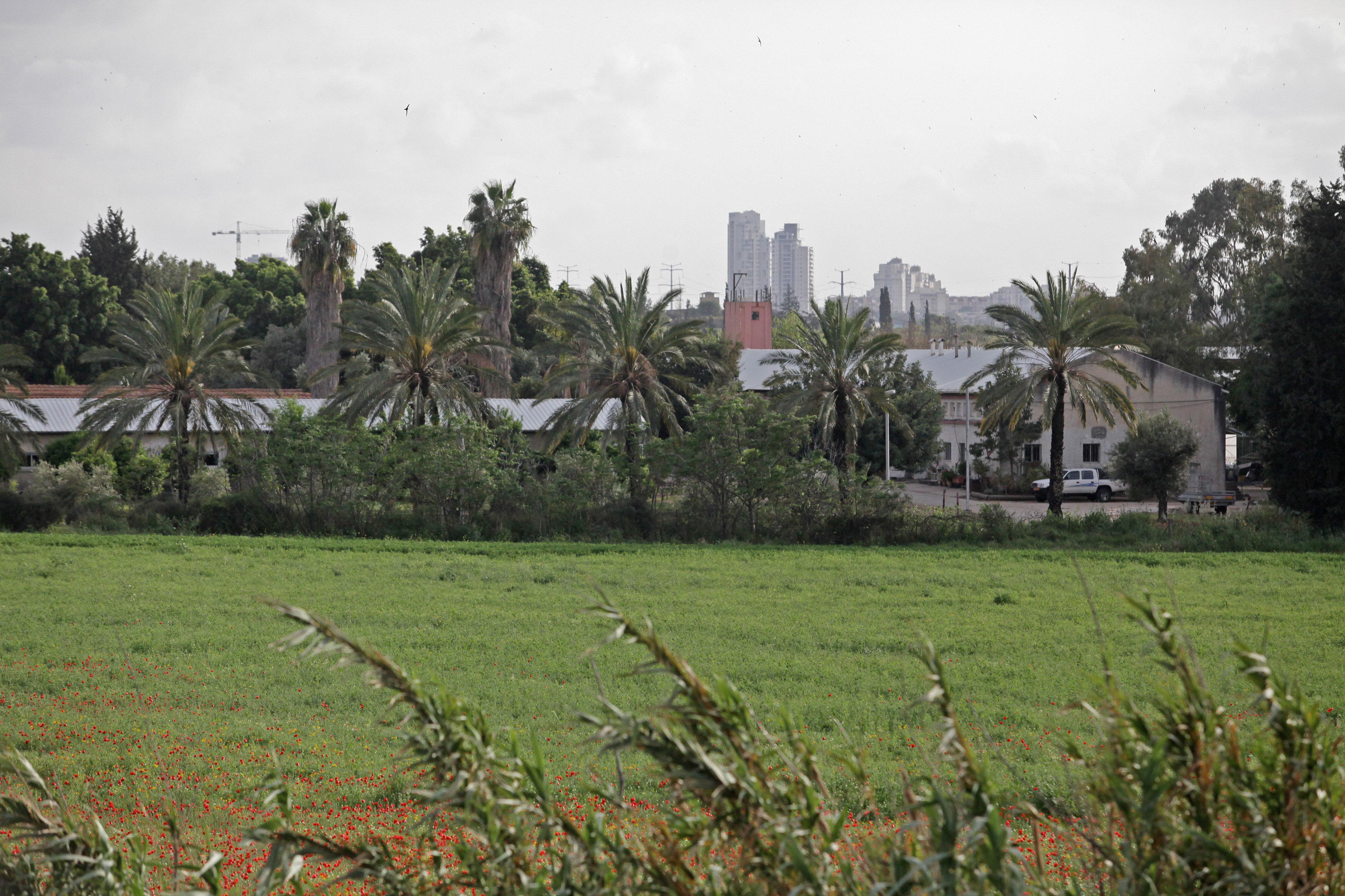 הבשורה מכון וולקני בראשל צ הוכיח שקנאביס עשוי לרפא סרטן