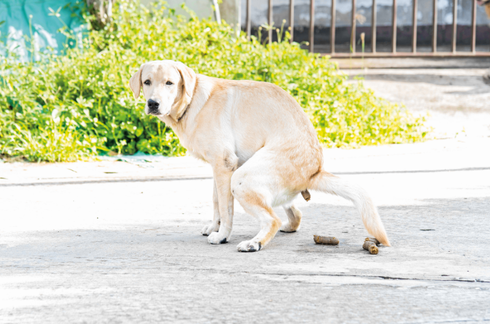 כלב עושה צרכים ברחוב. צילום: Shutterstock